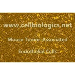 Mouse Tumor-Associated Endothelial Cells (Human Lung Cancer Origin)